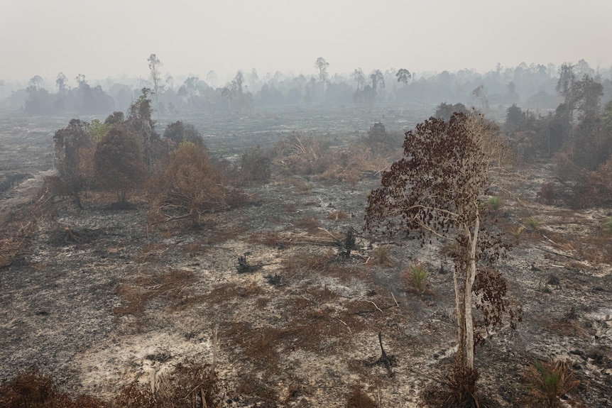 Burnt land in Kayong Regency in the West Kalimantan province.