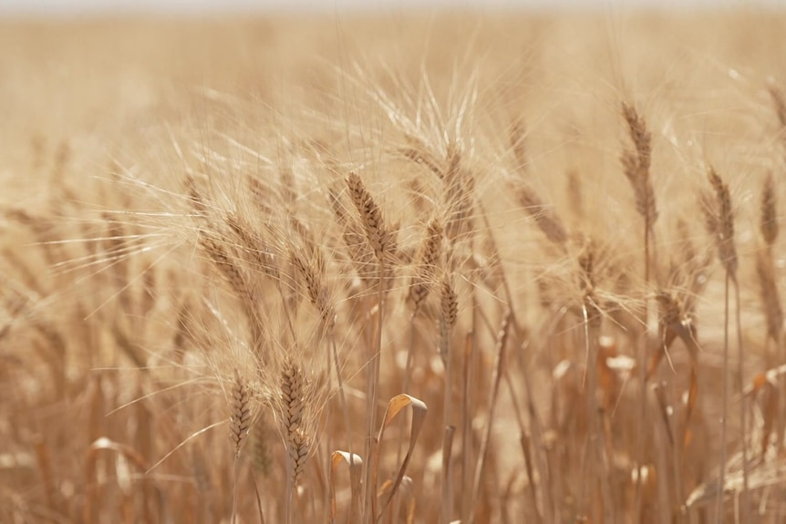 Close up of wheat crop