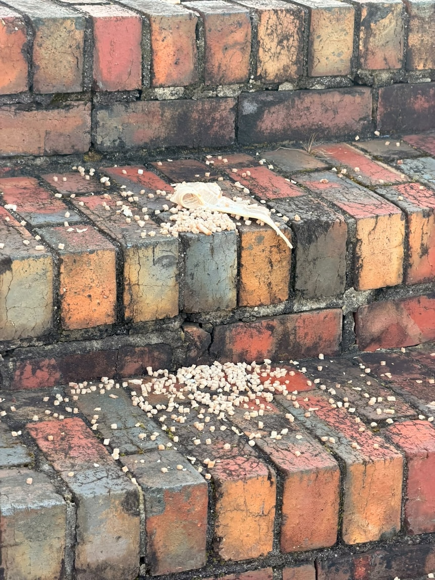 Diced ham and a rasher of bacon lie scattered over brick steps.