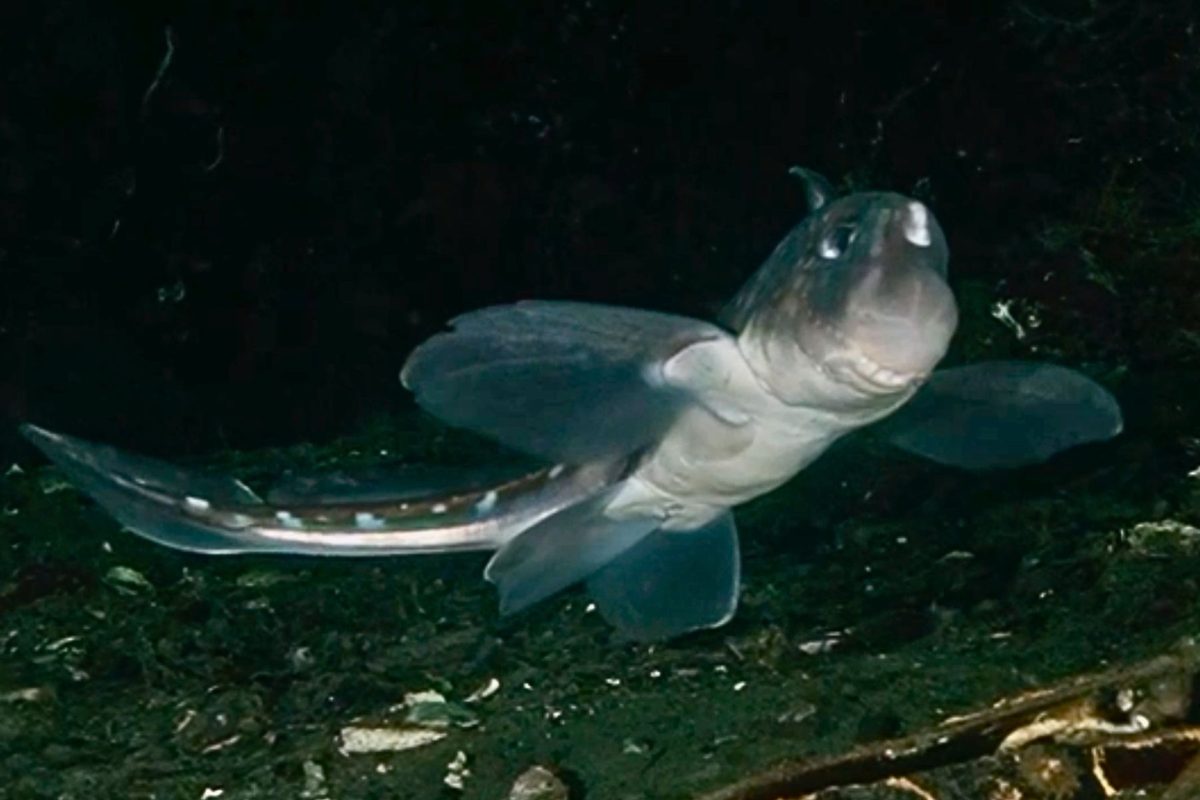 Chimaera