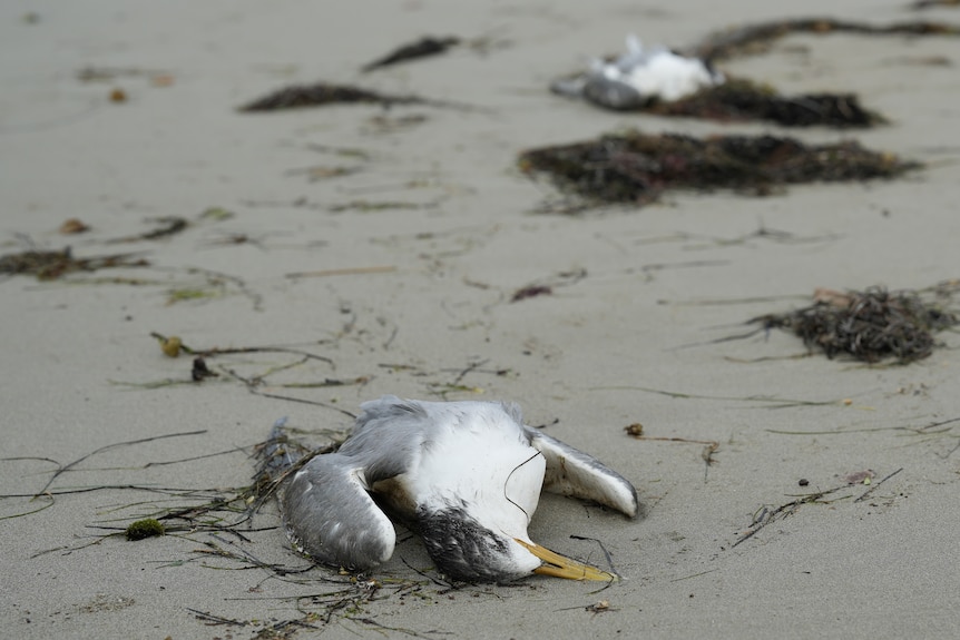 dead birds on the sand at a beach