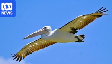 First case of bird flu in pelican detected, another suspected sea lion case sent for testing