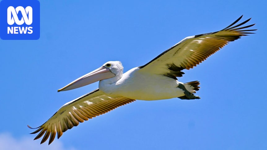 First case of bird flu in pelican detected, another suspected sea lion case sent for testing