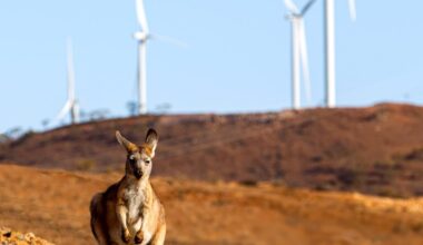 Renewables hit more than 80 pct of grid demand for first time – despite heavy throttling of wind and solar