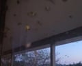Australians report biggest bogong moth sightings in years