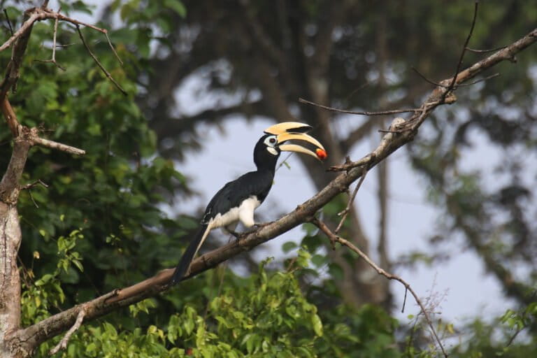 Oriental pied hornbill