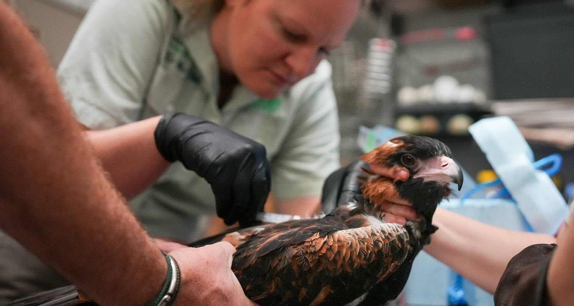 The latest update on Bird Flu on the Northern Beaches