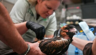 The latest update on Bird Flu on the Northern Beaches