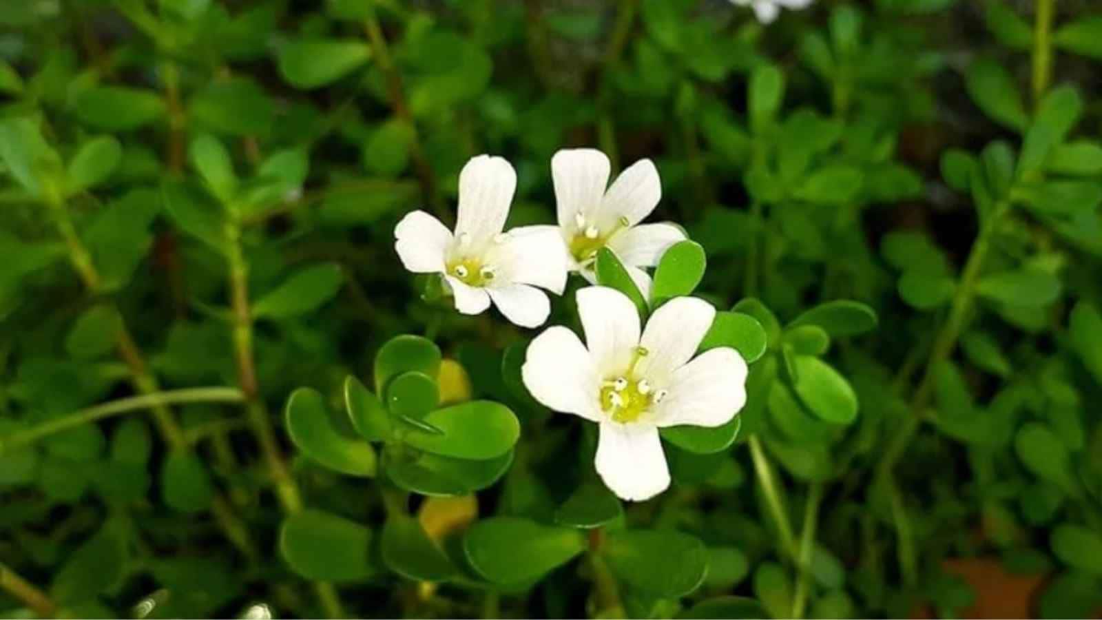 Known for nourishing the nervous system, Brahmi enhances cognitive functions, concentration, and memory retention. It calms an overactive mind, reduces mental fatigue, and protects brain cells from oxidative stress, encouraging long-term mental sharpness. Known for nourishing the nervous system, Brahmi enhances cognitive functions, concentration, and memory retention. It calms an overactive mind, reduces mental fatigue, and protects brain cells from oxidative stress, encouraging long-term mental sharpness.