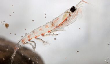 Krill oil removal in Aussie supermarkets a matter of environmental concerns or sales performance