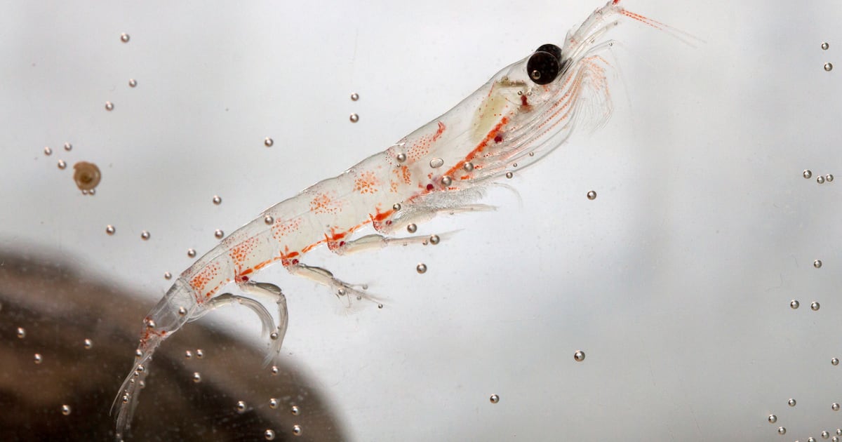 Krill oil removal in Aussie supermarkets a matter of environmental concerns or sales performance