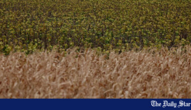 World food prices at highest since 2022 as supply risks mount