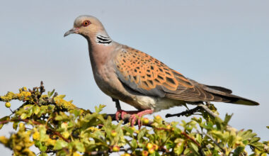 Turtle doves released in South Downs National Park to help species recover