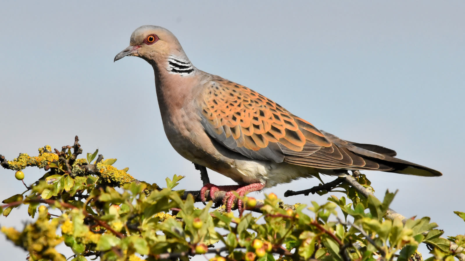 Turtle doves released in South Downs National Park to help species recover