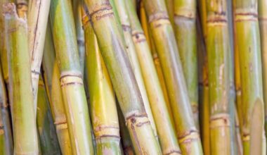 Sugarcane extract shows promise for cardiometabolic health