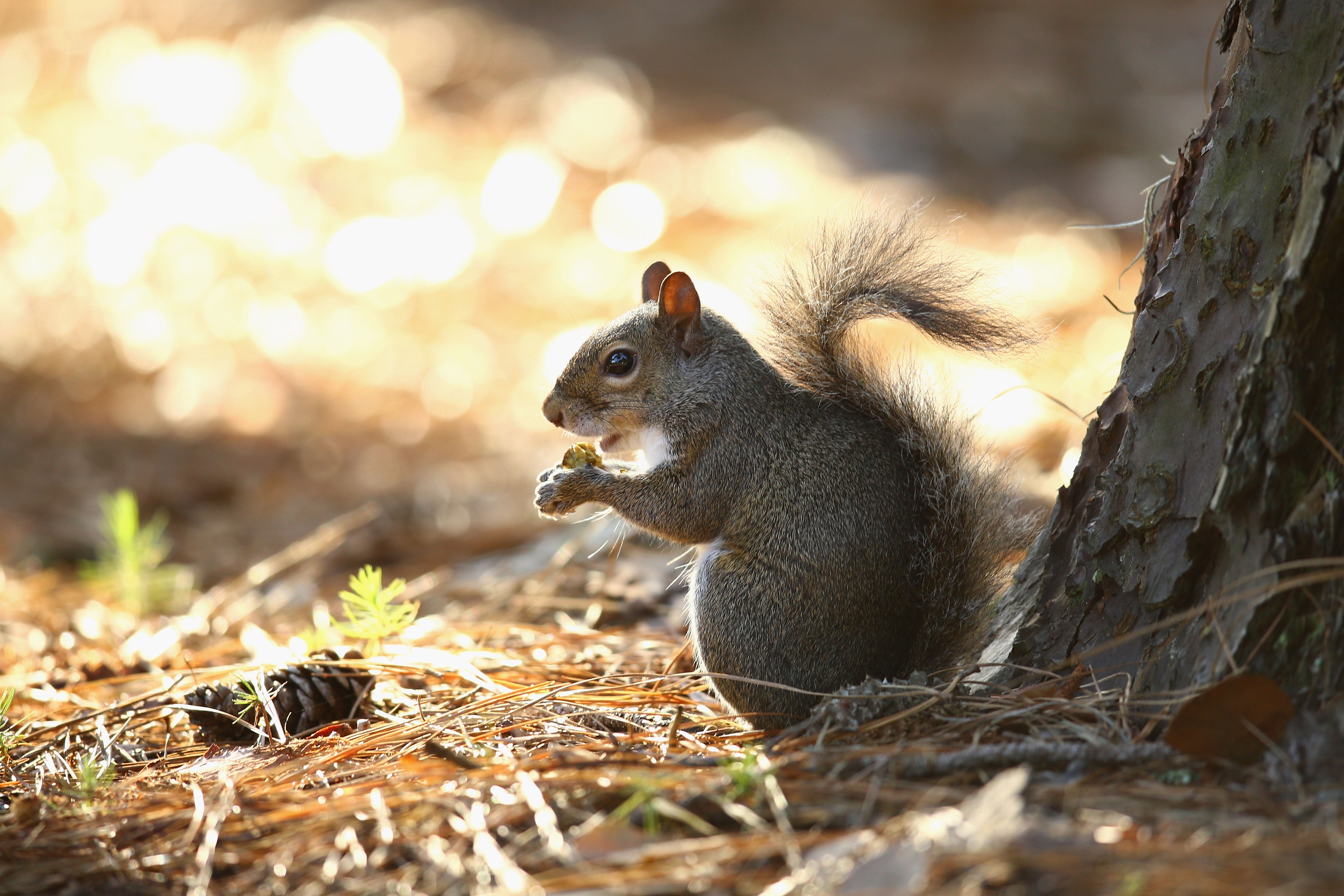Acorns can be a nutritious addition or substitution for baked goods and other meals — when prepared right