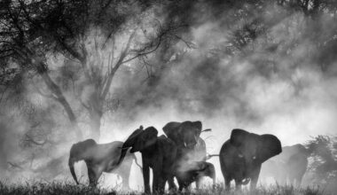 Werner Herzog's 'Ghost Elephants' Lands Deal With Buffalo 8