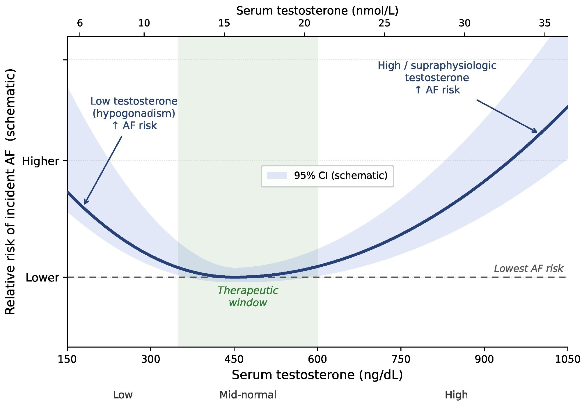 Schematic synthesis of the U-shaped relationship between serum testosterone and risk of incident AF, synthesized from the restricted cubic spline analyses of Xu et al (UK Biobank) (5) and Tran et al (ASPREE) (6). The curve is conceptual and does not represent a pooled quantitative estimate; the risk nadir lies within the mid-physiologic range (shaded therapeutic window). In Tran et al, the elevated-risk association at high testosterone was statistically significant, whereas the low-testosterone association did not reach significance. Axis conversion: 1 nmol/L = 28.82 ng/dL.