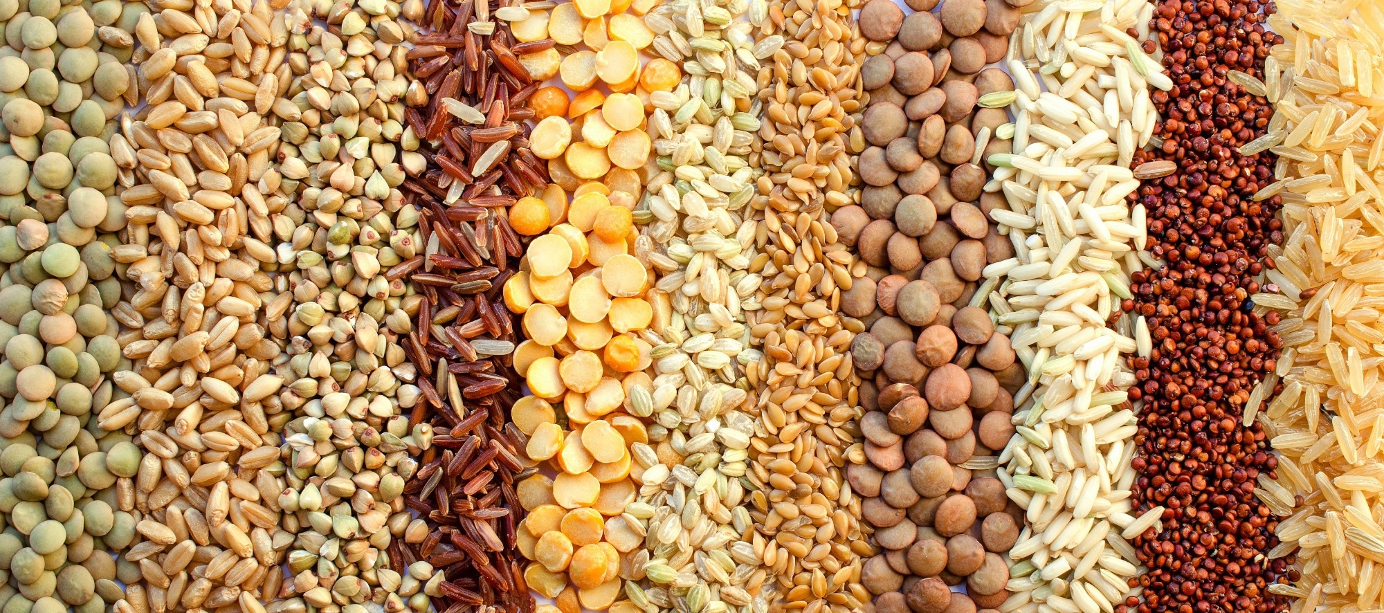 Childhood plant-based diet quality and cardiometabolic health, metabolite profiles, and dietary costs: A population-based cohort study. Image Credit: Nopparat Promtha / Shutterstock