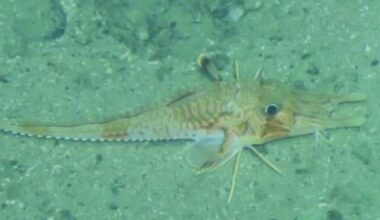 Armored sea robin walks along seafloor.