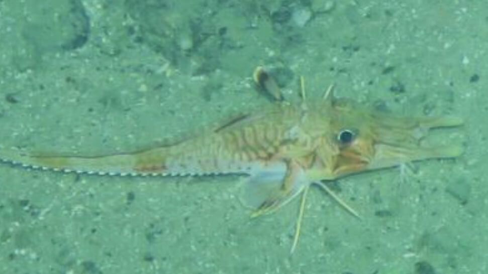 Armored sea robin walks along seafloor.