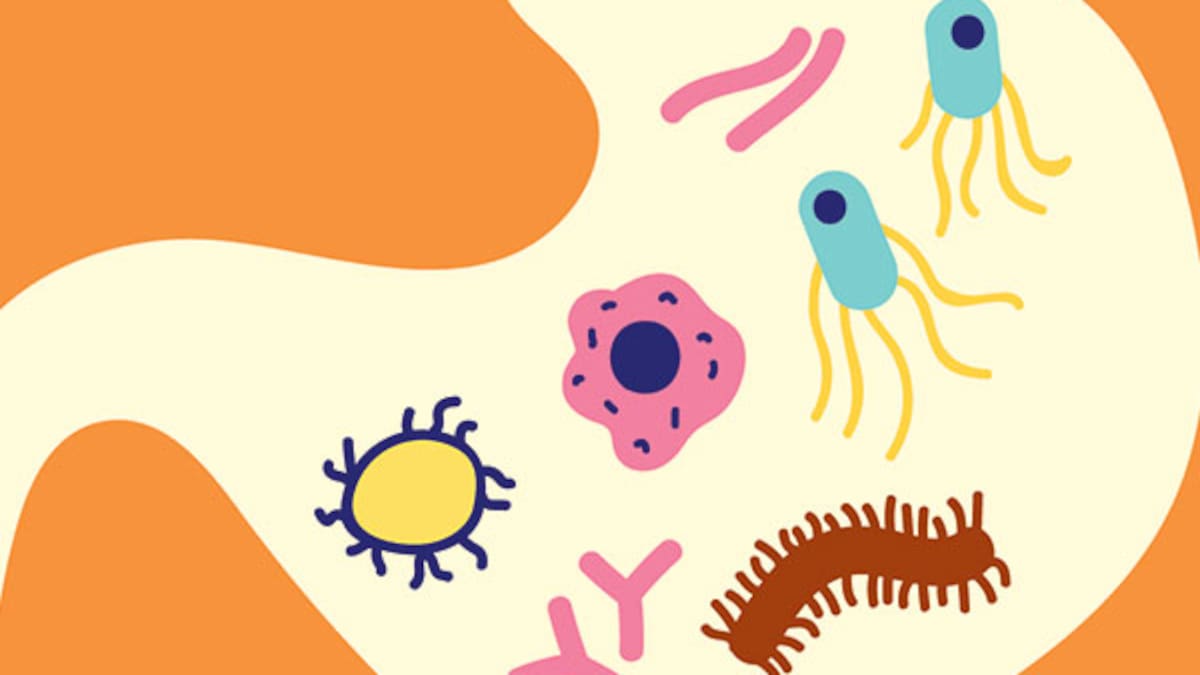 Why probiotics don’t usually help your gut – and what to do instead