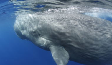 Scientists filmed a sperm whale giving birth and watched females from another family line help bring the calf into the world — then repeatedly lift the newborn to the surface and support it there while it was still too weak and uncoordinated to swim properly on its own