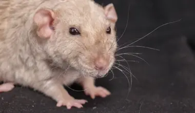 GLP-1 agonist semaglutide slows aging in mice