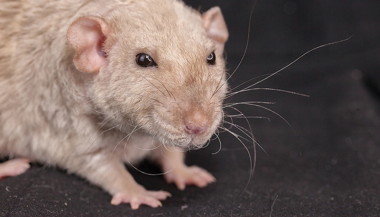GLP-1 agonist semaglutide slows aging in mice