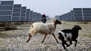 Sheep grazing under 7 million panels at Talatan solar farm, across 162 square