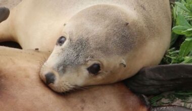 Fourteen endangered sea lions found dead in SA waters - News