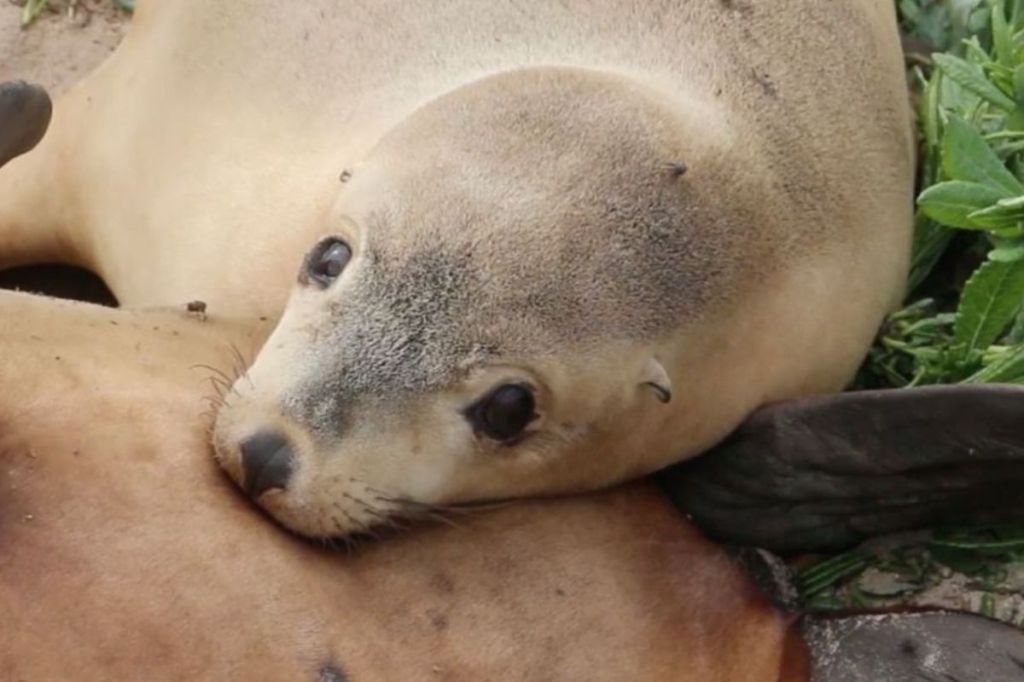 Fourteen endangered sea lions found dead in SA waters - News