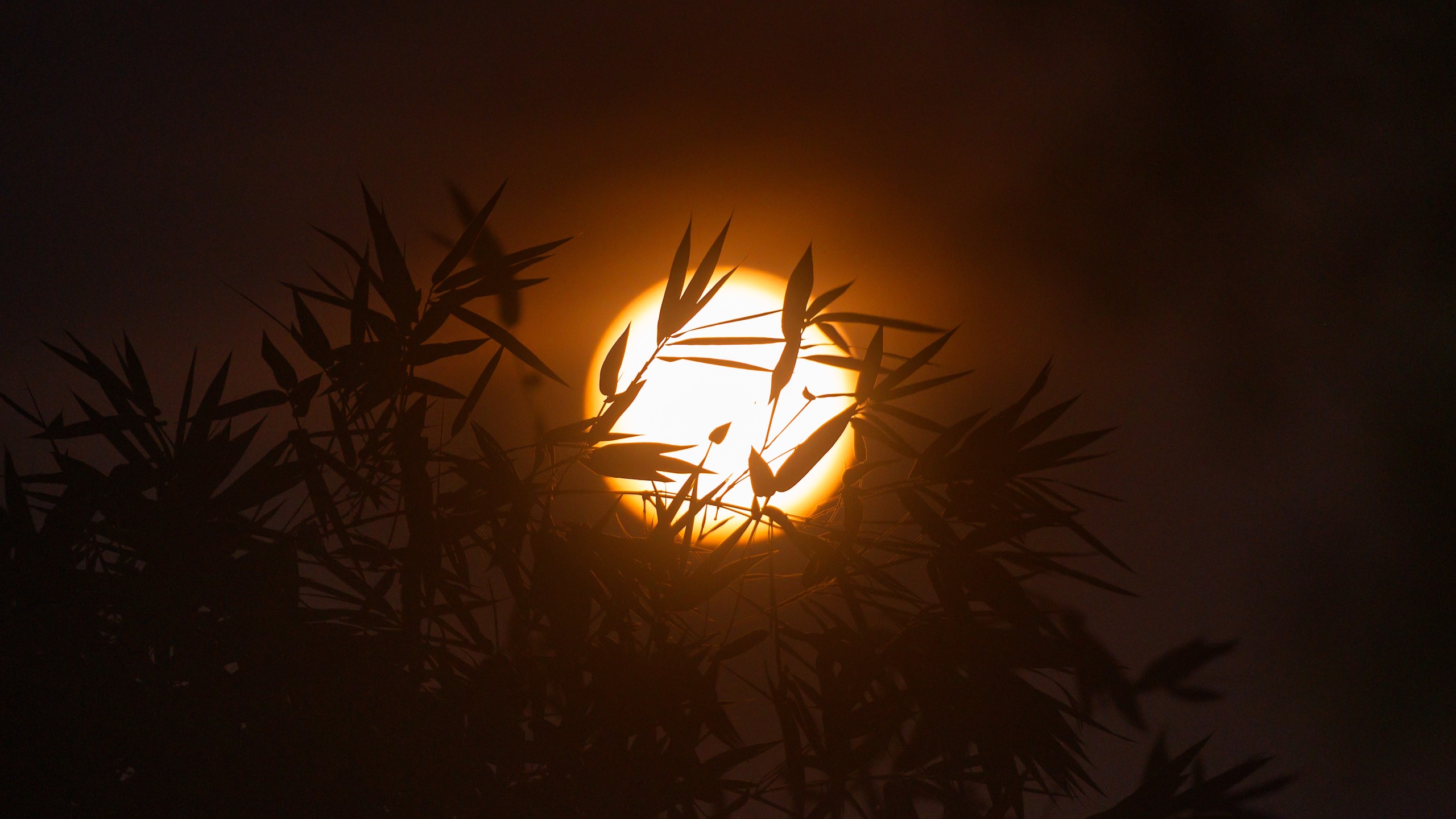 The glowing full moon shines through silhouetted bamboo and neem leaves and branches in West Bengal, India.