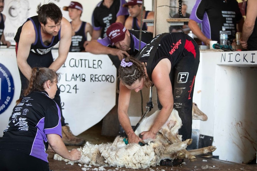 A woman (Nicki Guttler) bending over shearing a sheep as people watch on.