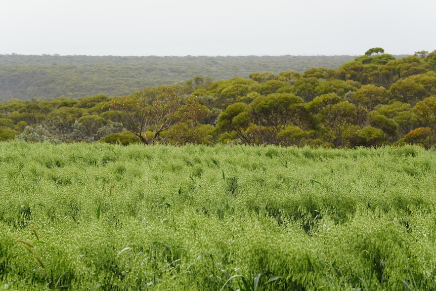 Green crops growing in a field.