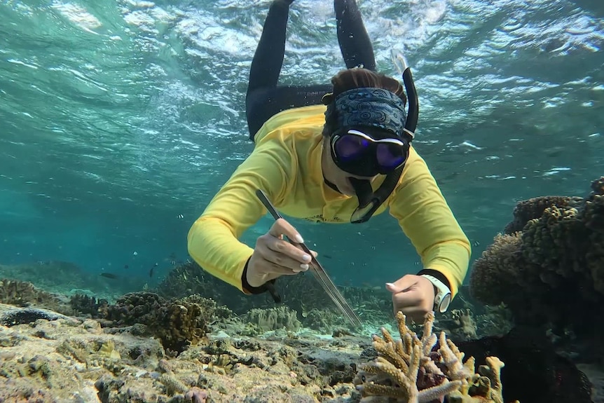 A person in a wetsuit, goggles and snorkel holds a pair of tongs near coral under water.