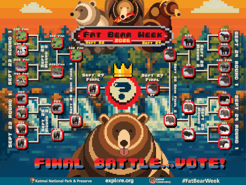 A graphic demonstrating the voting system for Fat Bear Week 2026