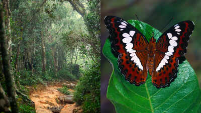 In 2012, scientist Julian Bayliss spotted an untouched rainforest inside Mozambique's Mount Lico on satellite images; in 2018, a team climbed a 125-metre cliff and confirmed a new butterfly species