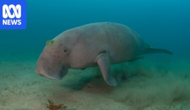 'Shock' dugong decline in Gulf of Carpentaria prompts calls for more research, fishing bans