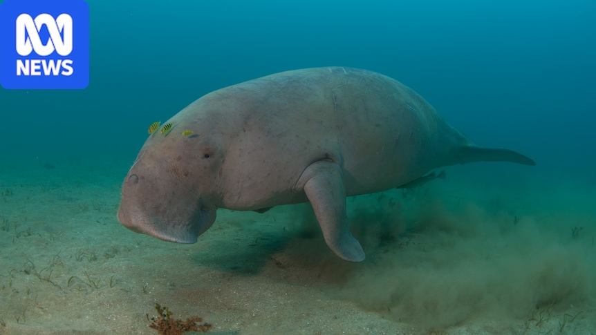 'Shock' dugong decline in Gulf of Carpentaria prompts calls for more research, fishing bans