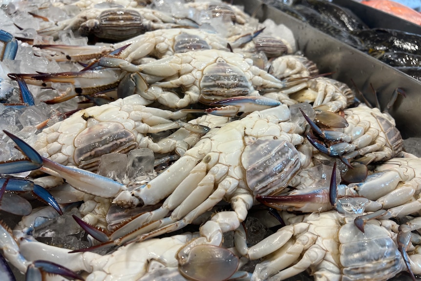 Blue swimmer crabs for sale at a fish market.