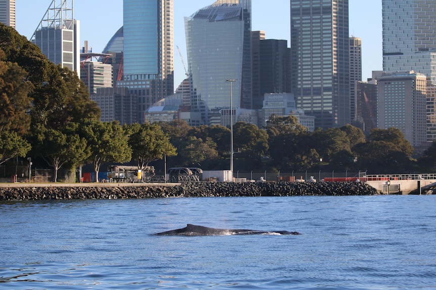 a whale breaches in waters next to a city