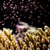 Scientists are breeding 'super corals.' Can they withstand climate change?