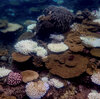 Record levels of heat in the ocean are causing a worldwide mass bleaching event on coral reefs, as seen here on the Great Barrier Reef. Scientists are working on creating more heat-resistant coral to help restore reefs.