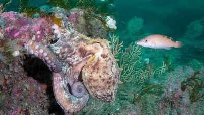 Hotter seas, vanishing kelp, booming octopus: How Europe's marine life is changing