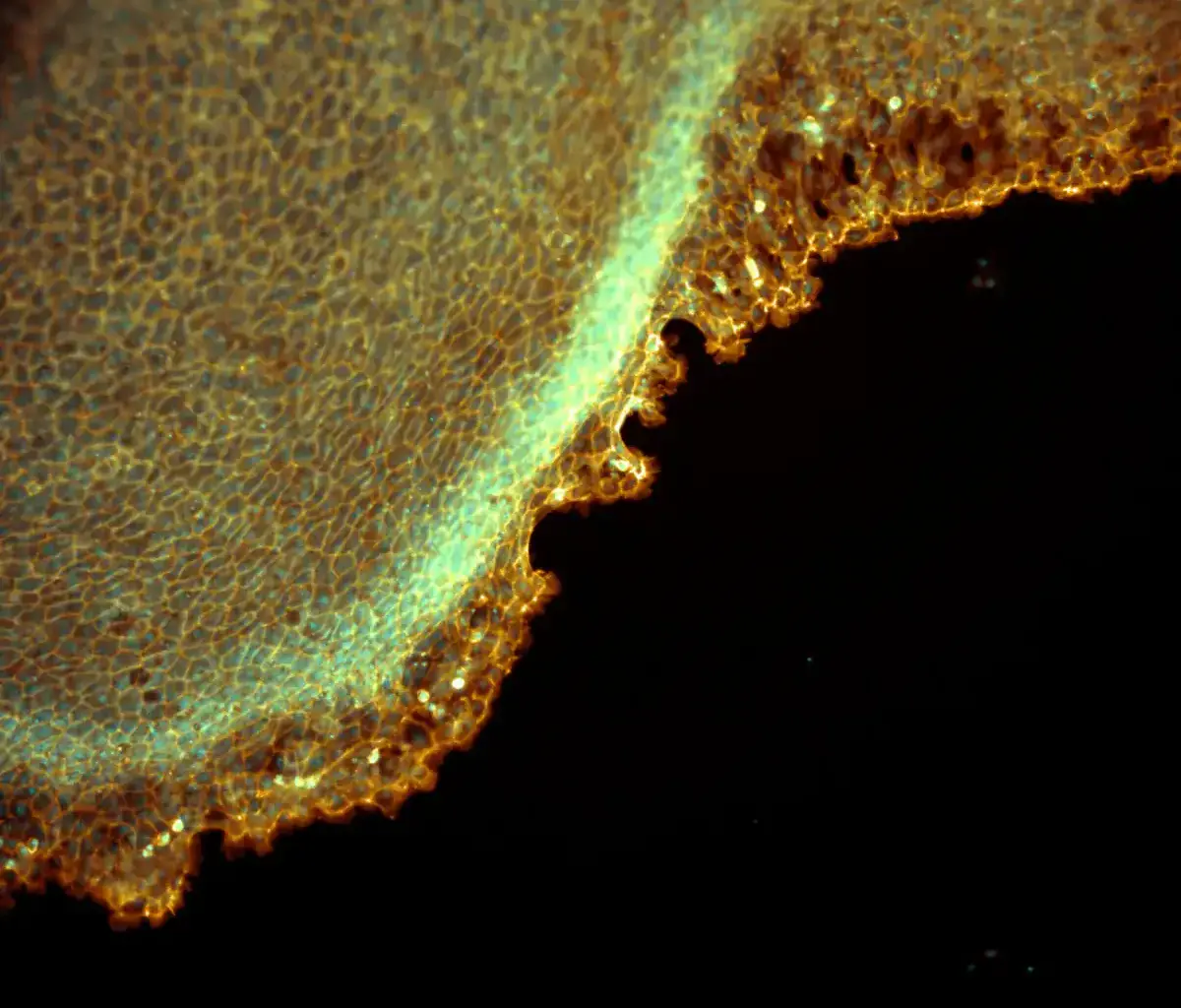 Scientists Look Inside Antarctic Fish Cells to See How They Survive Near-Freezing Water