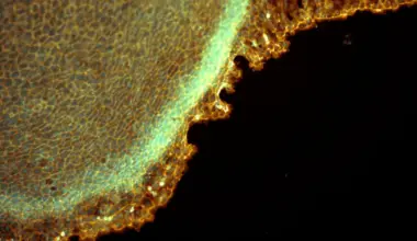 Scientists Look Inside Antarctic Fish Cells to See How They Survive Near-Freezing Water