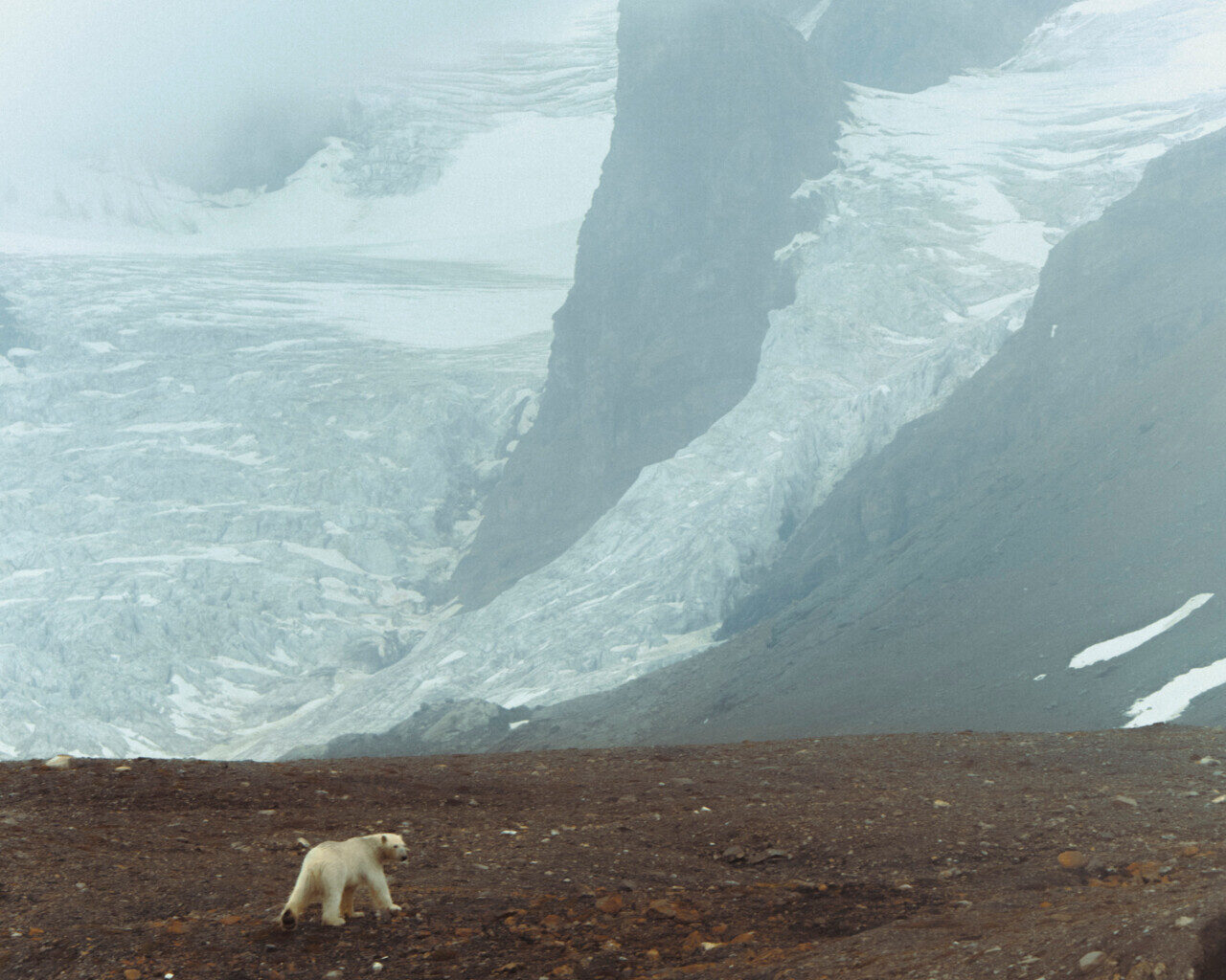 Ursus Maritimus and the Specter of Solitude