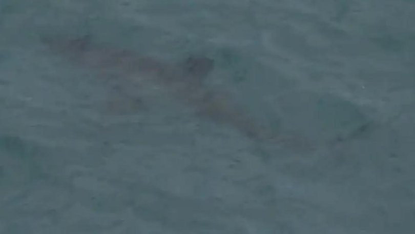 A shark spotted off Sorrento Beach after the attack. 