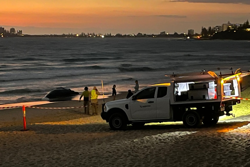 A council vehicle stands near a group of people who have taped off a section of beach where a dead whale lies.